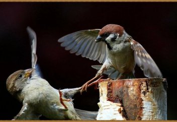 «Көзіне шөп салғаны» үшін сыңарын жазалайтын құс