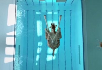 Жирафтар суға секіруден спорт шебері (видео)