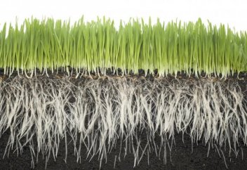 Өсімдік тамырының топыраққа қалай бойлап, бекитіні таспаға тартылып алынды (видео)