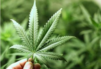 Қызылорда облысында есірткі еккендер сотталды