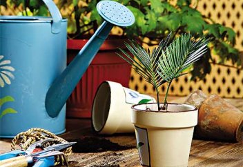 Уход за комнатными растениями