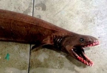 Австралиялық балықшылар сирек кездесетін акуланы аулады (фото)