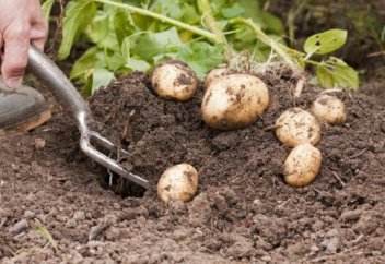 Қазақстандық ғалымдары жылдам өнім беретін картоп сортын дайындап шығарды