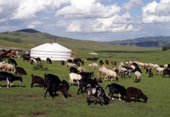 Қойдың өзінен жылына 1 млрд доллар табыс табатын Орта Азиядағы ел