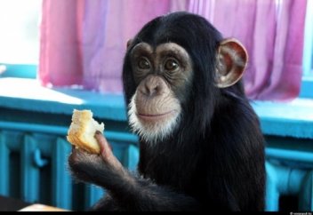 ДАРВИН ІЛІМІ