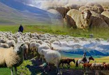 ҚАЗАҚСТАНДА 20 МИЛЛИОН ҚОЙ БАР