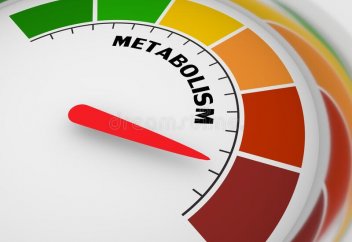 Метаболизм қай жастан бастап баяулайды