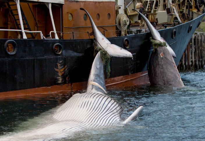 Тяжелая ноша. Исландия прекращает охоту на китов. Почему ей пришлось отказаться от скандальной древней традиции?