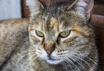 Житель Стамбула после развода обязался 10 лет выплачивать алименты на котов