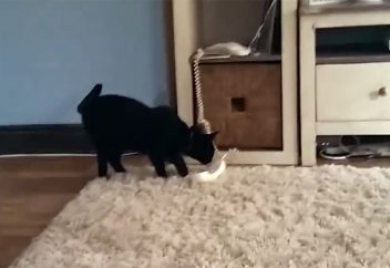 Жануарлар әлемі: Телефонға құмар мысық туралы видео