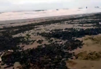 Жануарлар әлемі: Қоңыздардың шеруі жұртты шошытты (ВИДЕО)