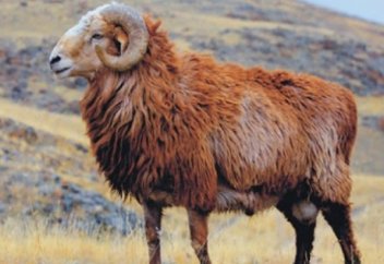 ЖЫЛУ ЖИНАУ НЕМЕСЕ «ҚОШҚАР ҚЫРЫЛҒАН ЖЫЛ»