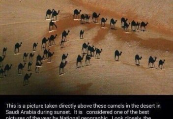 Түйе көлеңкесі (сурет)