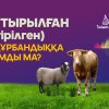 Ісек қой, серке (піштірілген малдар) құрбандыққа жарамды ма?