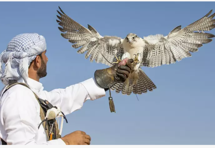 Қазақстан аумағында арабтар өздері өсірген жыртқыш құстарды жіберді