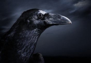 ҚАРҒАЛАРҒА БЕРІЛГЕН ҮЛКЕН ҚҰПИЯ