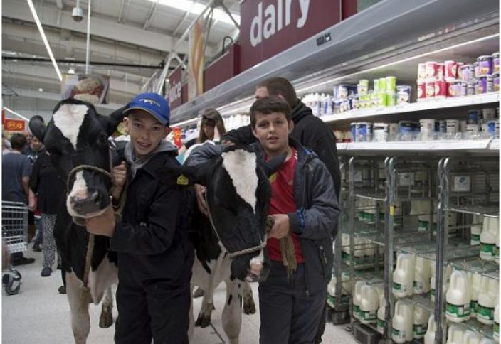 Ұлыбританияда фермерлер ереуіліне сиырлар қатысты