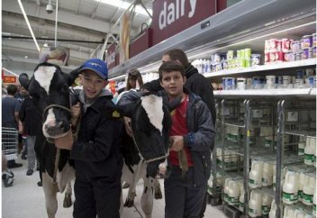 Ұлыбританияда фермерлер ереуіліне сиырлар қатысты