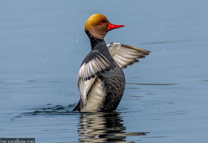 Численность водоплавающих птиц резко сокращается по всему Непалу