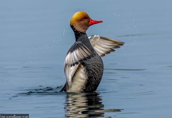 Численность водоплавающих птиц резко сокращается по всему Непалу