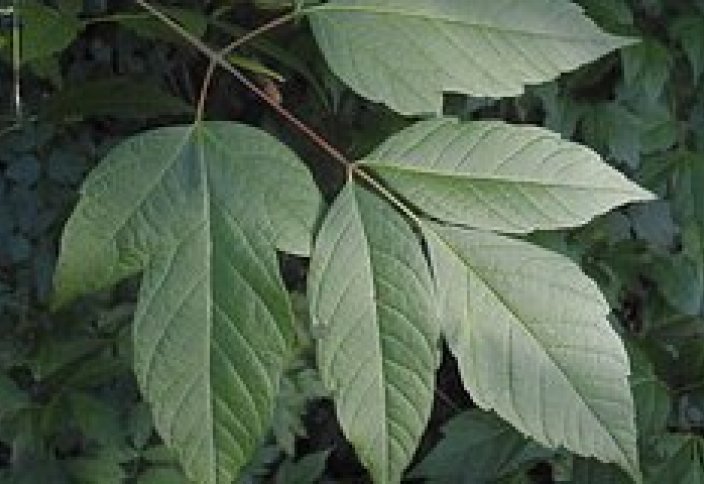 Ресей тағы өсімдікті жатжерлік деп танып, жаппай жоюға кіріседі