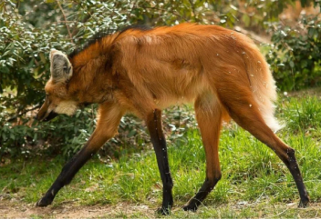 Оңтүстік Америка қасқыры (фото+видео)