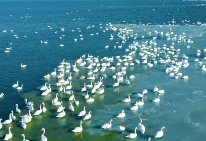 Разные: Тысячи зимующих на Каспии лебедей сняли на видео с высоты