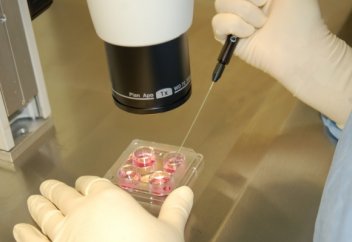 Түсік пен жасанды жолмен ұрықтандыруды жарнамалауға тыйым салынды