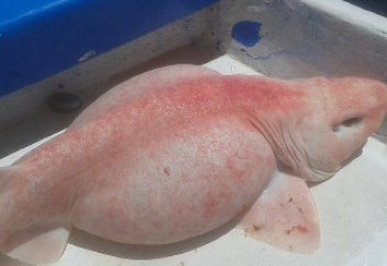 Жануарлар әлемі: Ғалымдар түсі қызыл, түрі ерекше акуланың сырын ашты (фото)