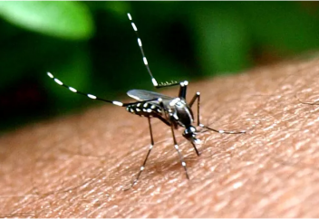 Басталды: генетикалық тұрғыдан модификацияланған 750 млн маса қоршаған ортаға жіберіледі