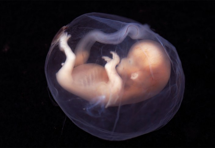 Ғалымдар эмбрионның жүрегі ұрықтанудан кейінгі 16 күнде соға бастайтынын анықтады