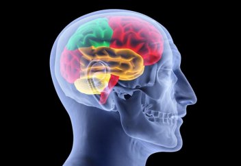 Ғалымдар «Білімді миға әп-сәтте жүктеуге» болатын жолды тапты (Видео)