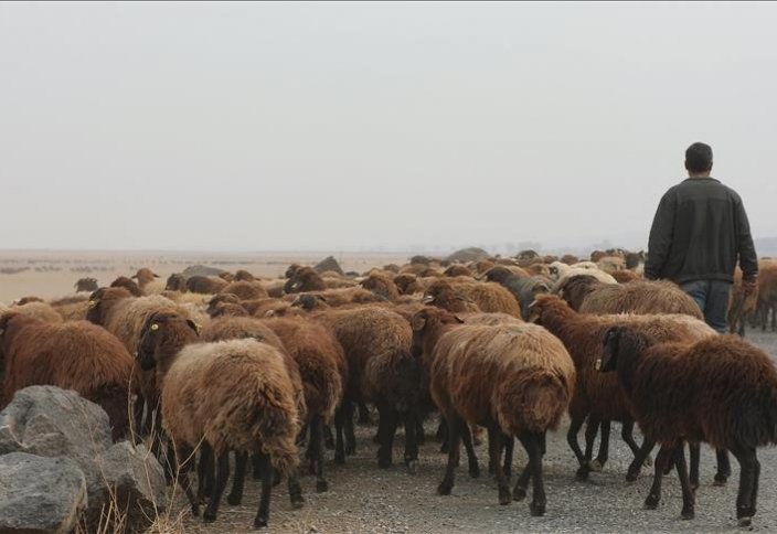 Разные: Турция – европейский лидер в сфере животноводства