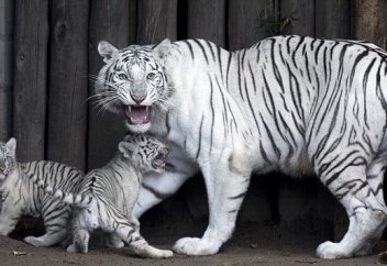 Бенгалия жолбарыстарының саны көбейді
