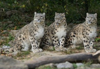 Центр по сохранению снежных барсов создадут в Казахстане