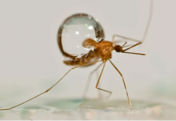 Бір тамшы масадан 50 есе ауыр. Маса жауын кезінде жаңбыр тамшыларына қалай төтеп береді (баяулатылған видео)