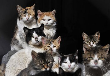 Al Alam (Иран): почему кошки едят своих котят?