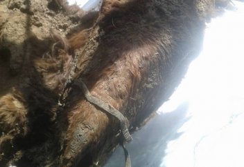 1500 жылдық мумия табылды