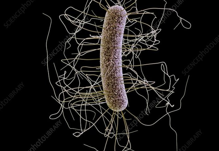 Доңыздан адамға жұғатын аса қауіпті супер бактерия табылды