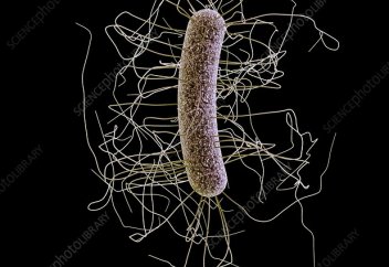 Доңыздан адамға жұғатын аса қауіпті супер бактерия табылды