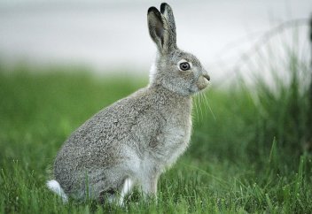 Можно ли употреблять кроличье мясо?