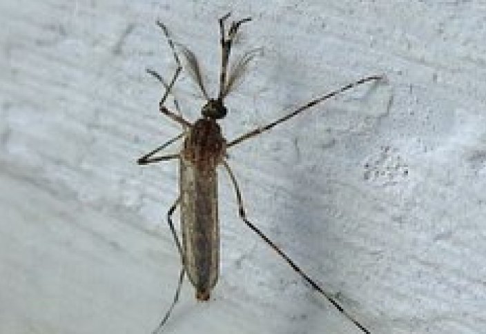 Масалар әлемді жаулады