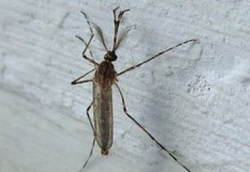 Масалар әлемді жаулады