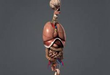 Ішкі ағзаларды бітістіретін гидрогелдік таспа жасалды