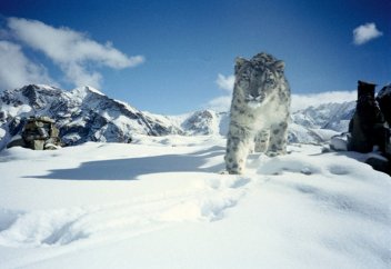 Қызыл кітапқа енген жан-жануарлар