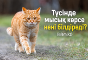 Түсінде мысық көрсе, ол нені білдіреді?