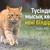 Түсінде мысық көрсе, ол нені білдіреді?