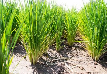 Разные: Рисоводы внедряют капельное орошение