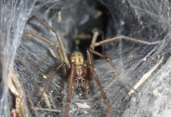 Знамения Корана: паук и его жилище (Видео)