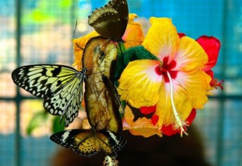 Жәндіктер әлемі: Көбелектер бағы ашылды